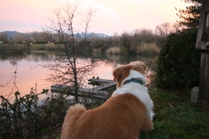 dog resting at pond